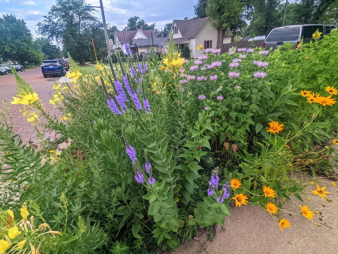 A vibrant pollinator garden next to a street, with purple monarda, vervain, and yellow flowers blooming.