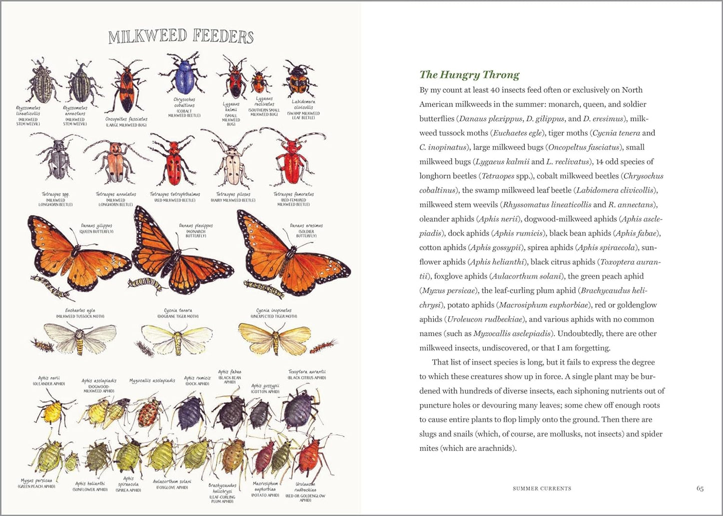 Milkweed Lands: An Epic