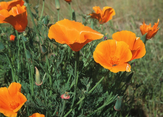 California Poppies