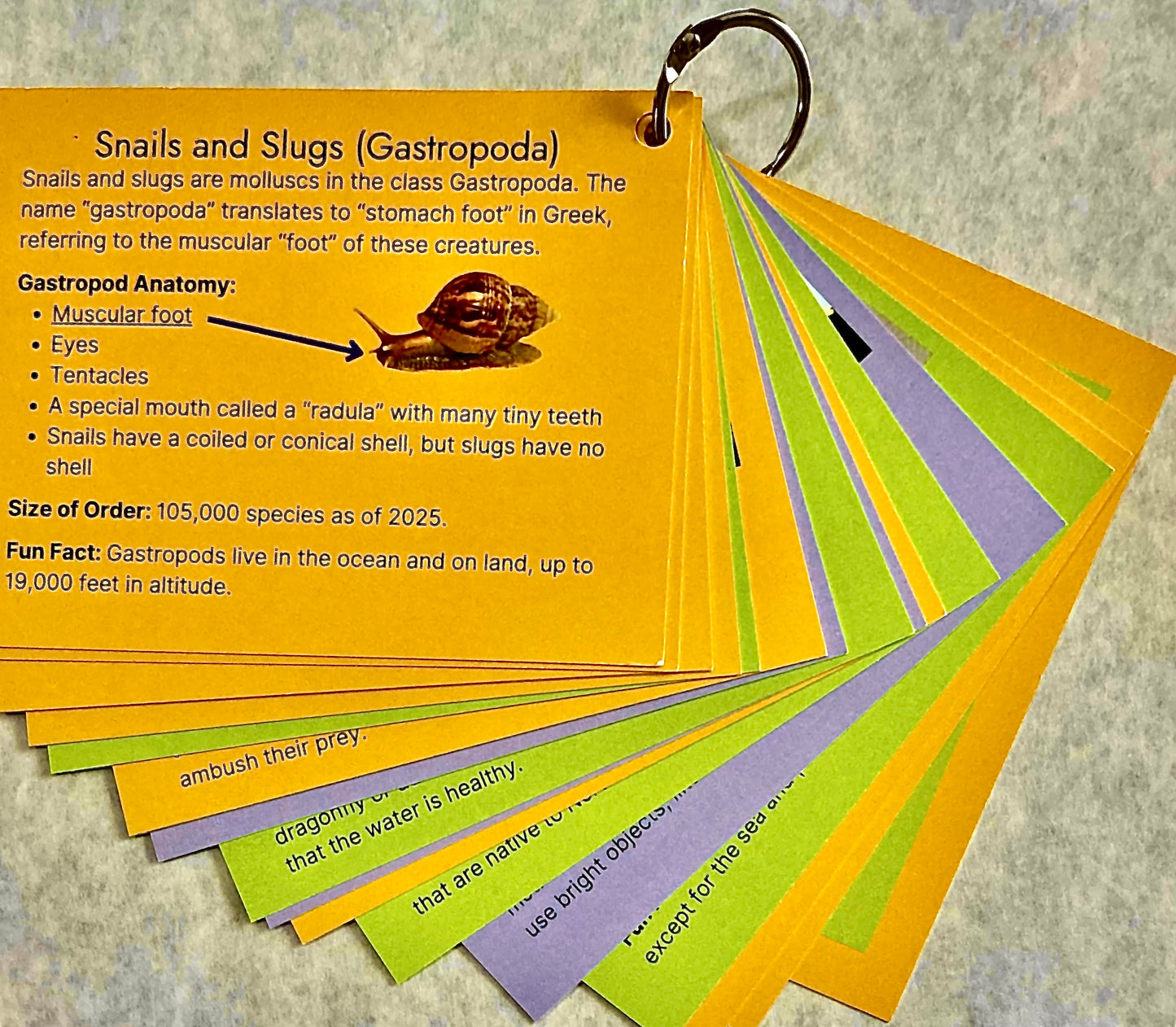 Insect Order Card Backs