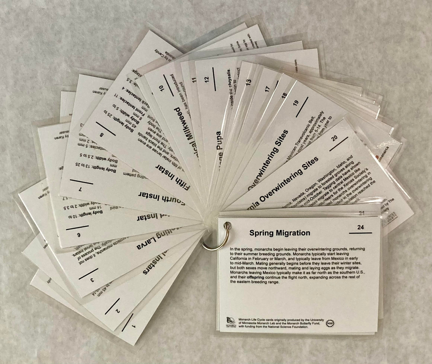 Life Cycle Card Backs