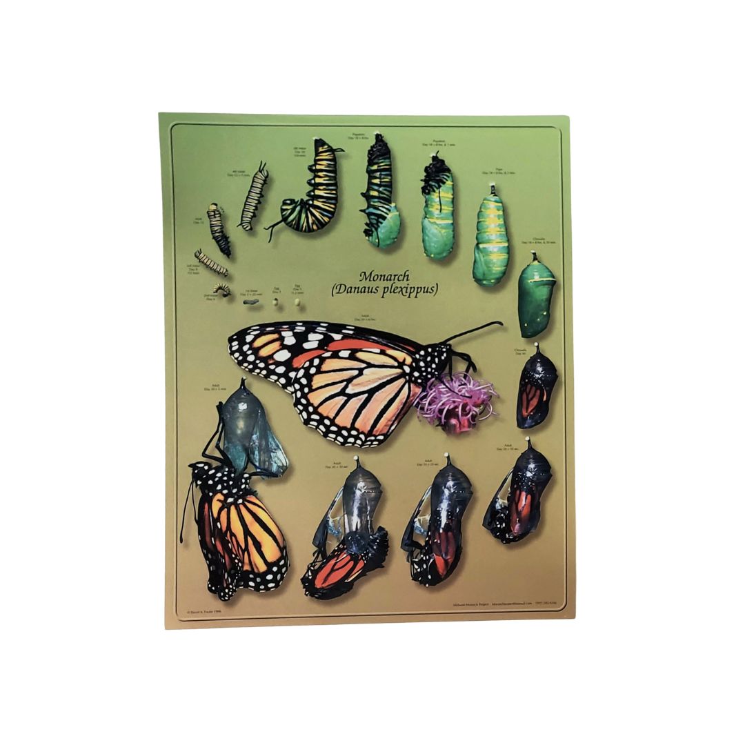 Monarch Life Cycle Poster
