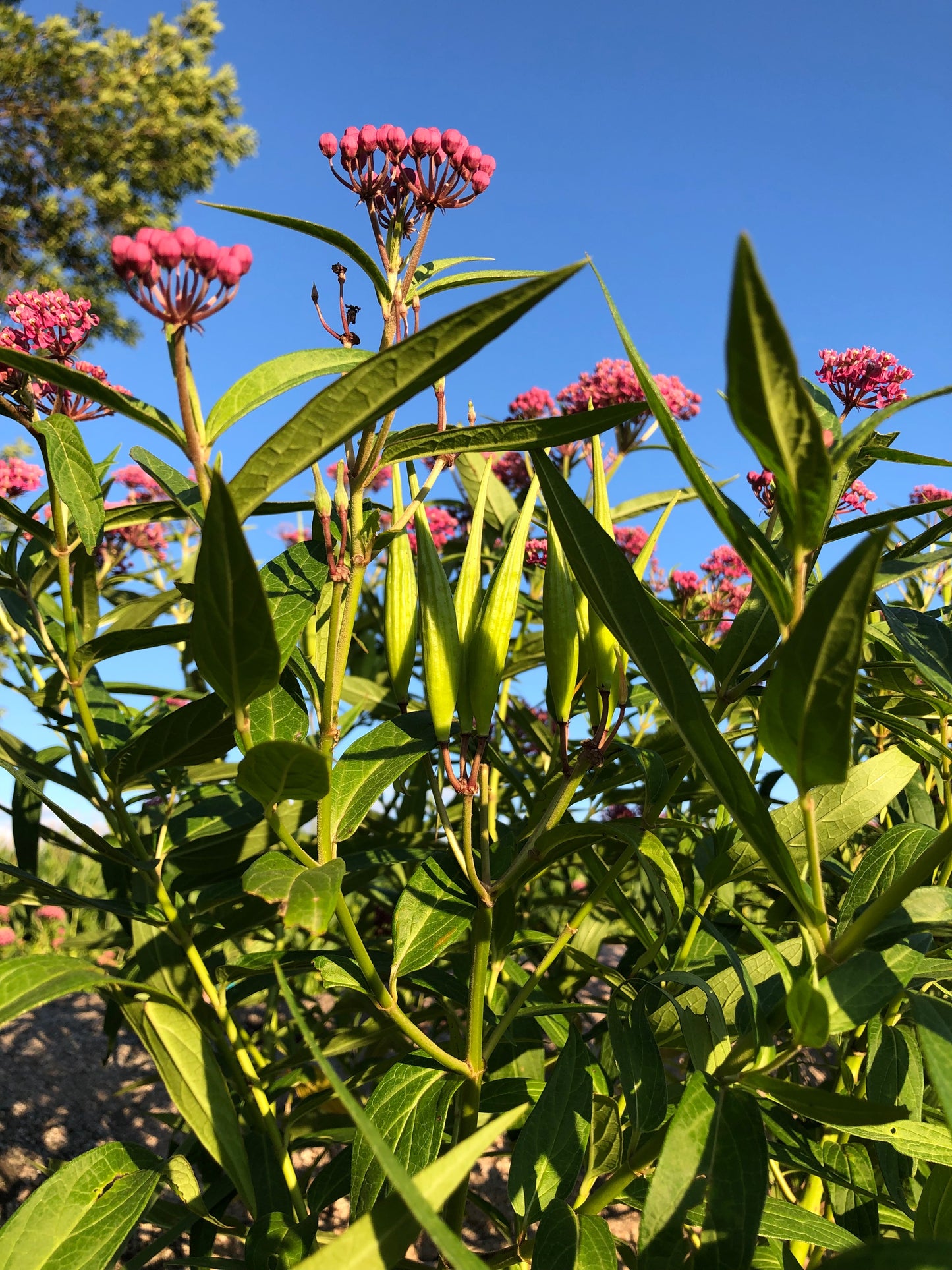 Swamp Milkweed Plants, 10 Pint Flat