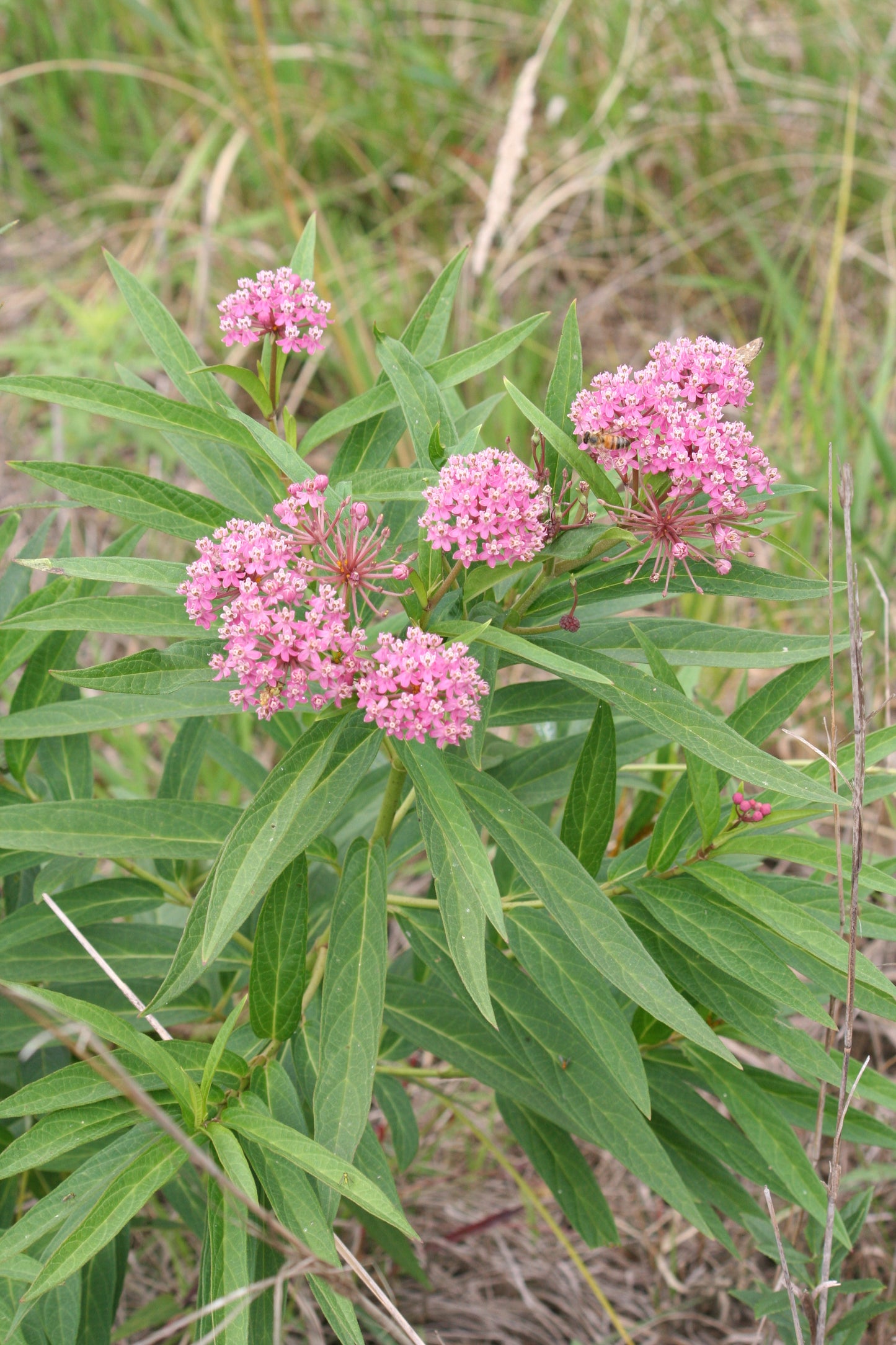 Swamp Milkweed Plants, 10 Pint Flat