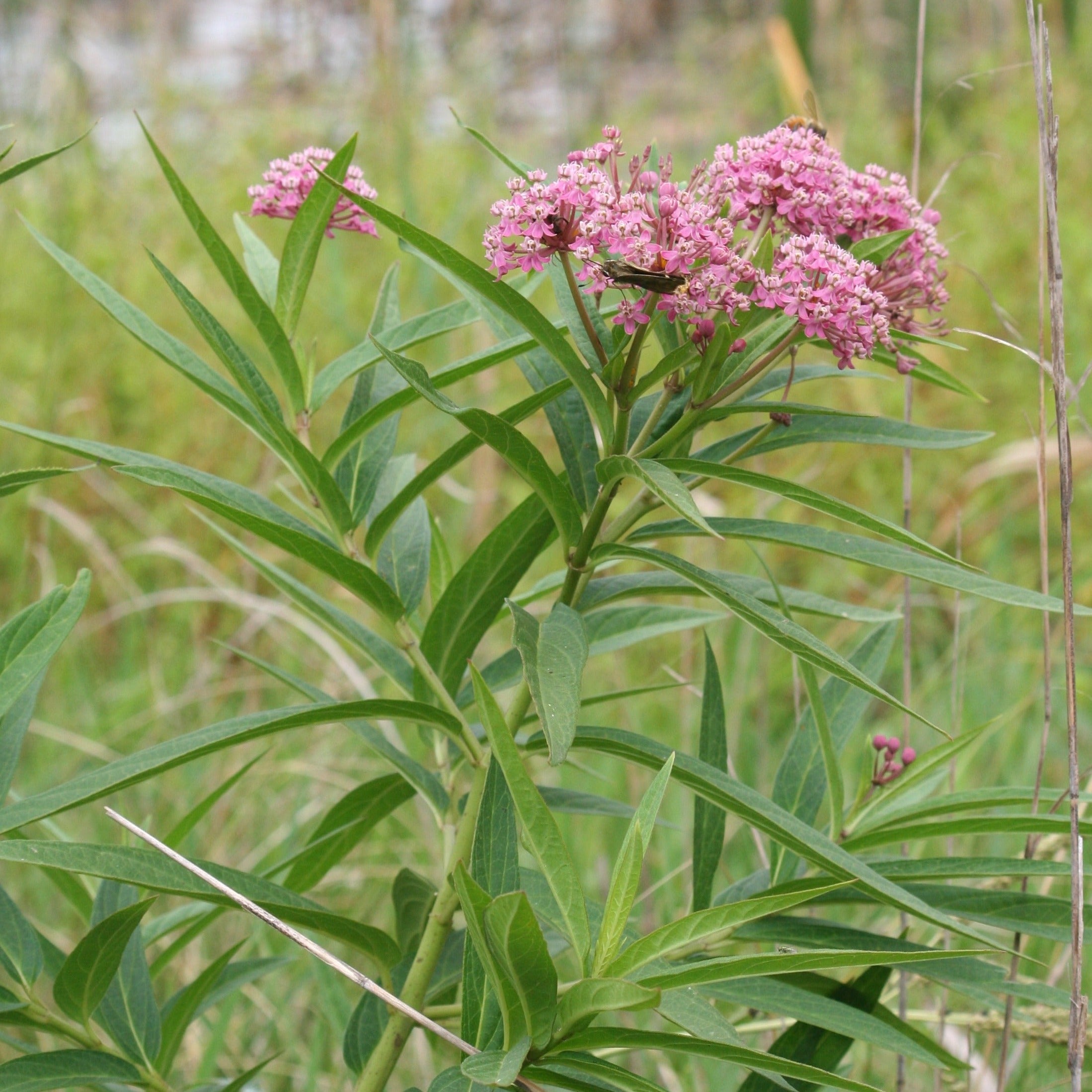 Mini Monarch Essentials Course Packages Monarch Joint Venture Store