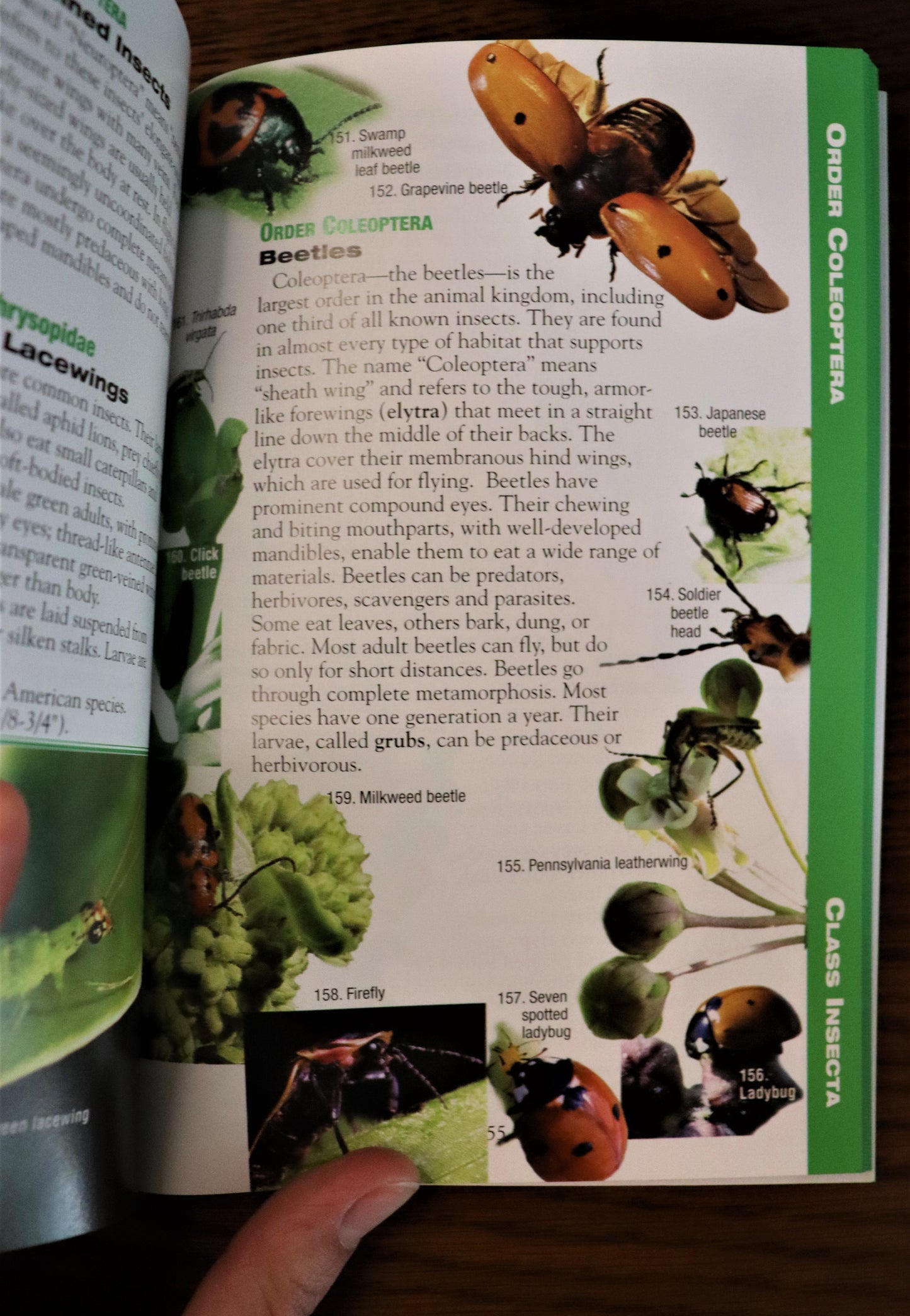 Milkweed, Monarchs and More