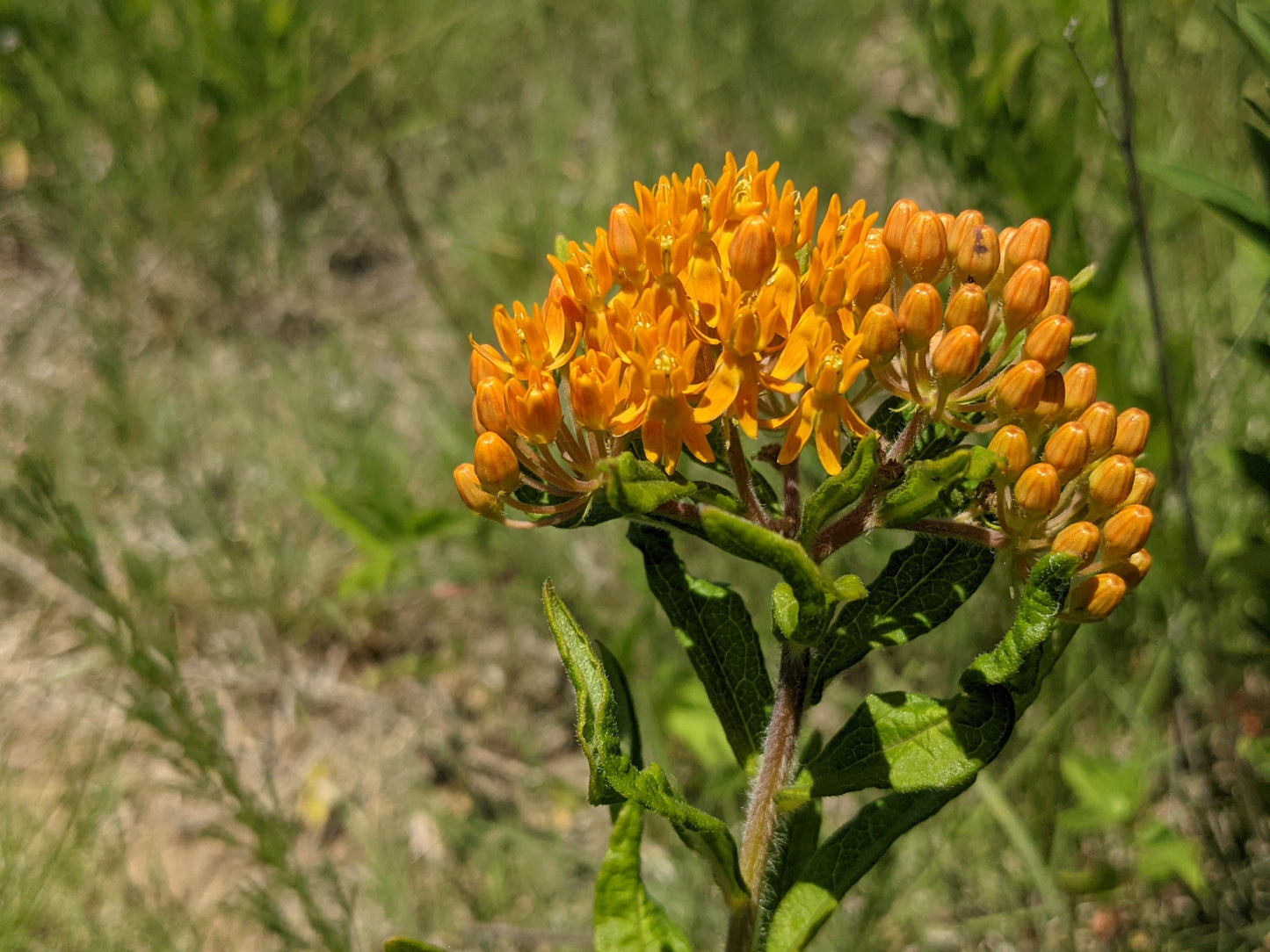 Native Milkweed Plant Kit