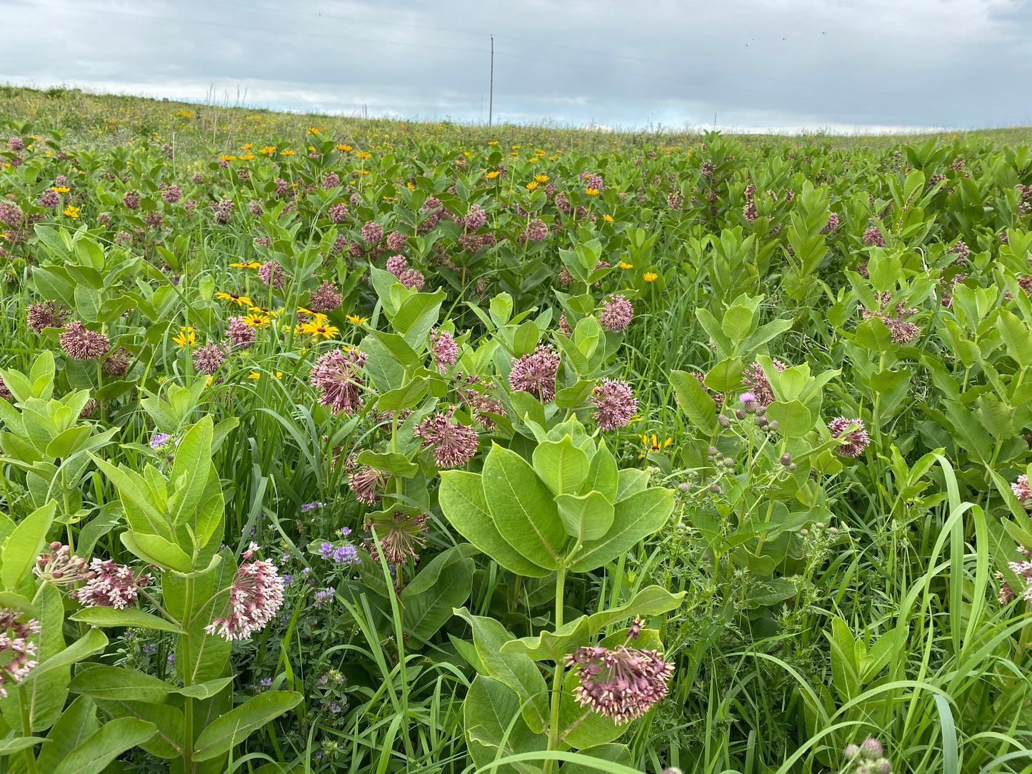 Native Milkweed Plant Kit