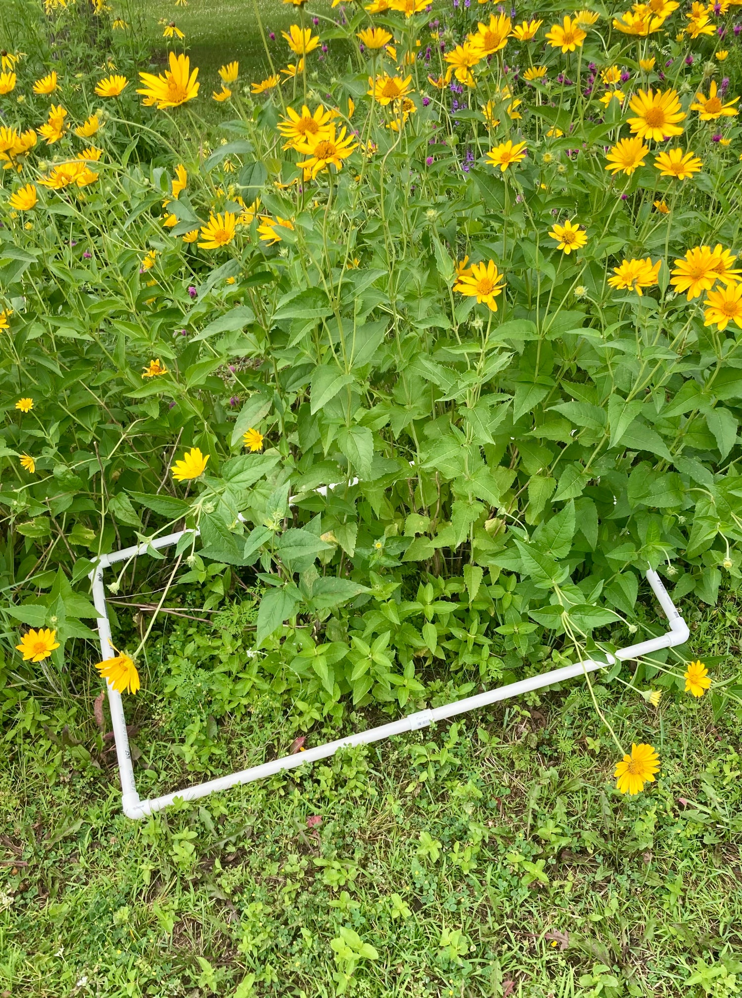IMMP Frame on Plants