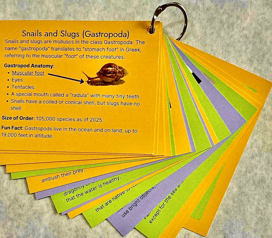 Insect Order Card Backs