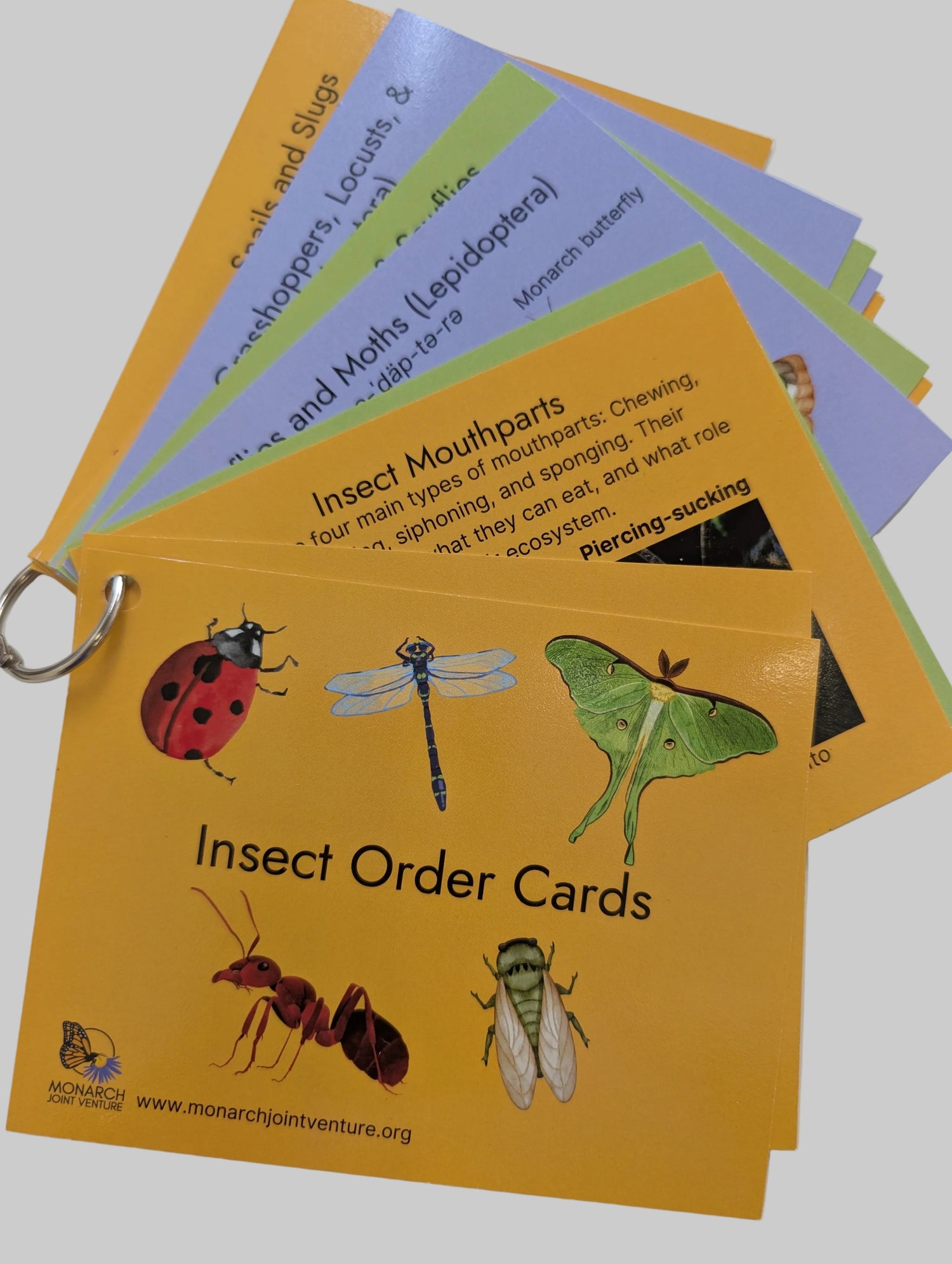 Insect Order Card Fronts
