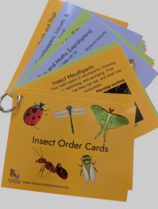Insect Order Card Fronts