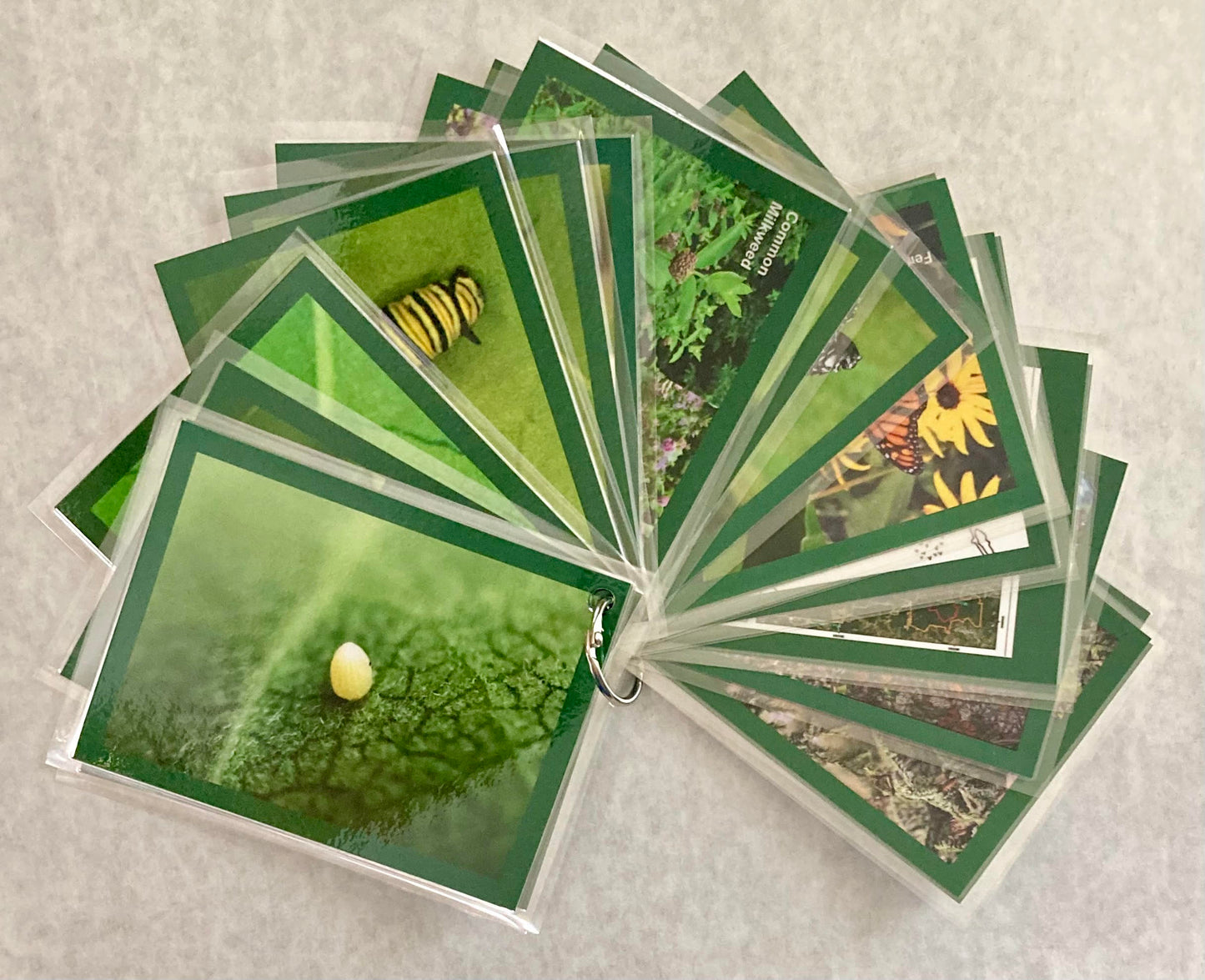 Life Cycle Card Fronts
