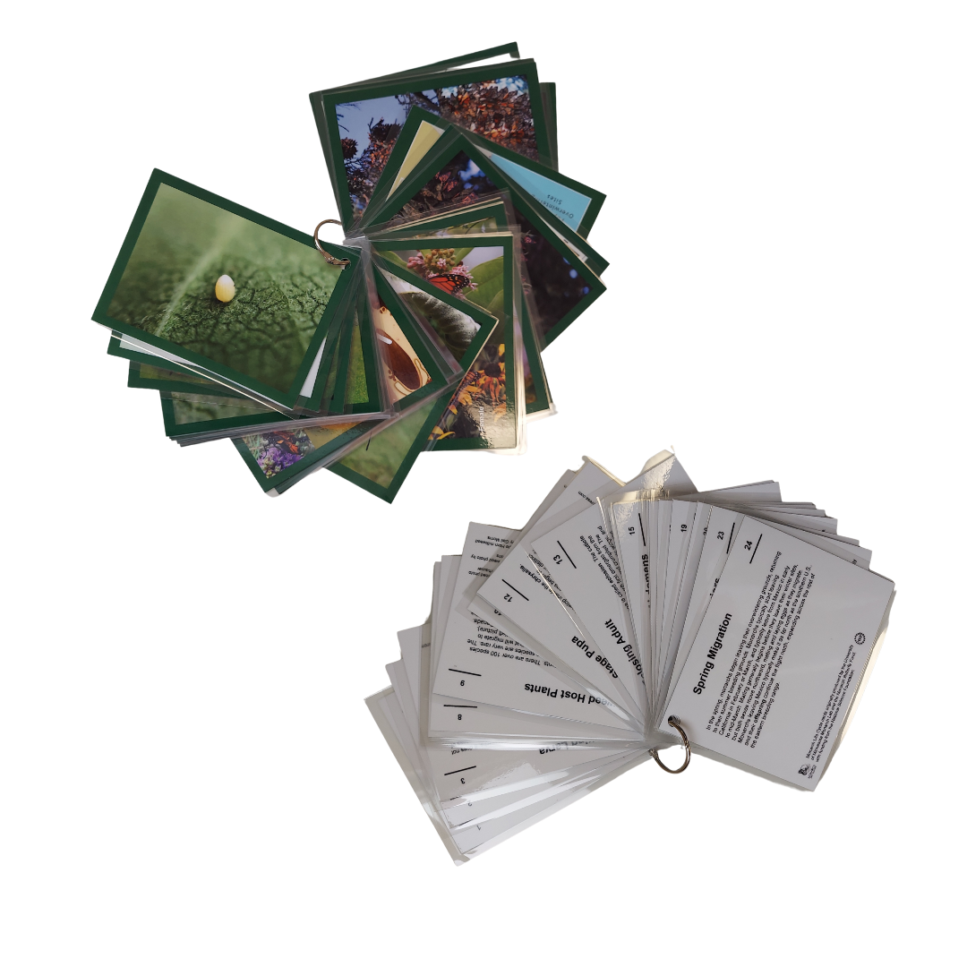 Monarch Life Cycle Cards