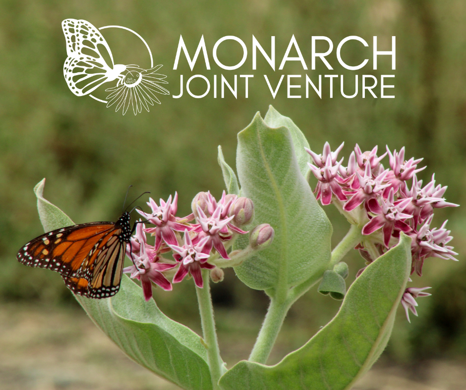 MJV Logo With Butterfly Image