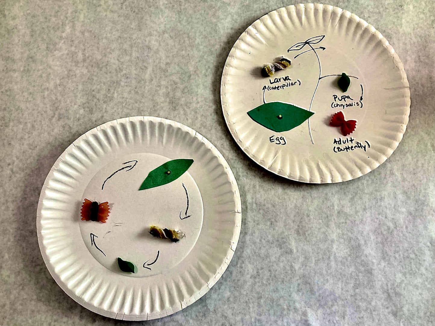 Macaroni Monarch Examples