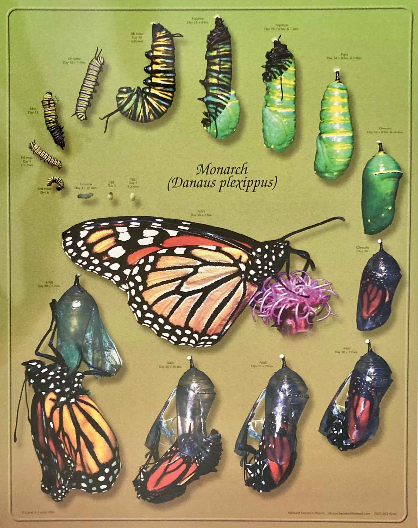 Monarch Life Cycle Poster