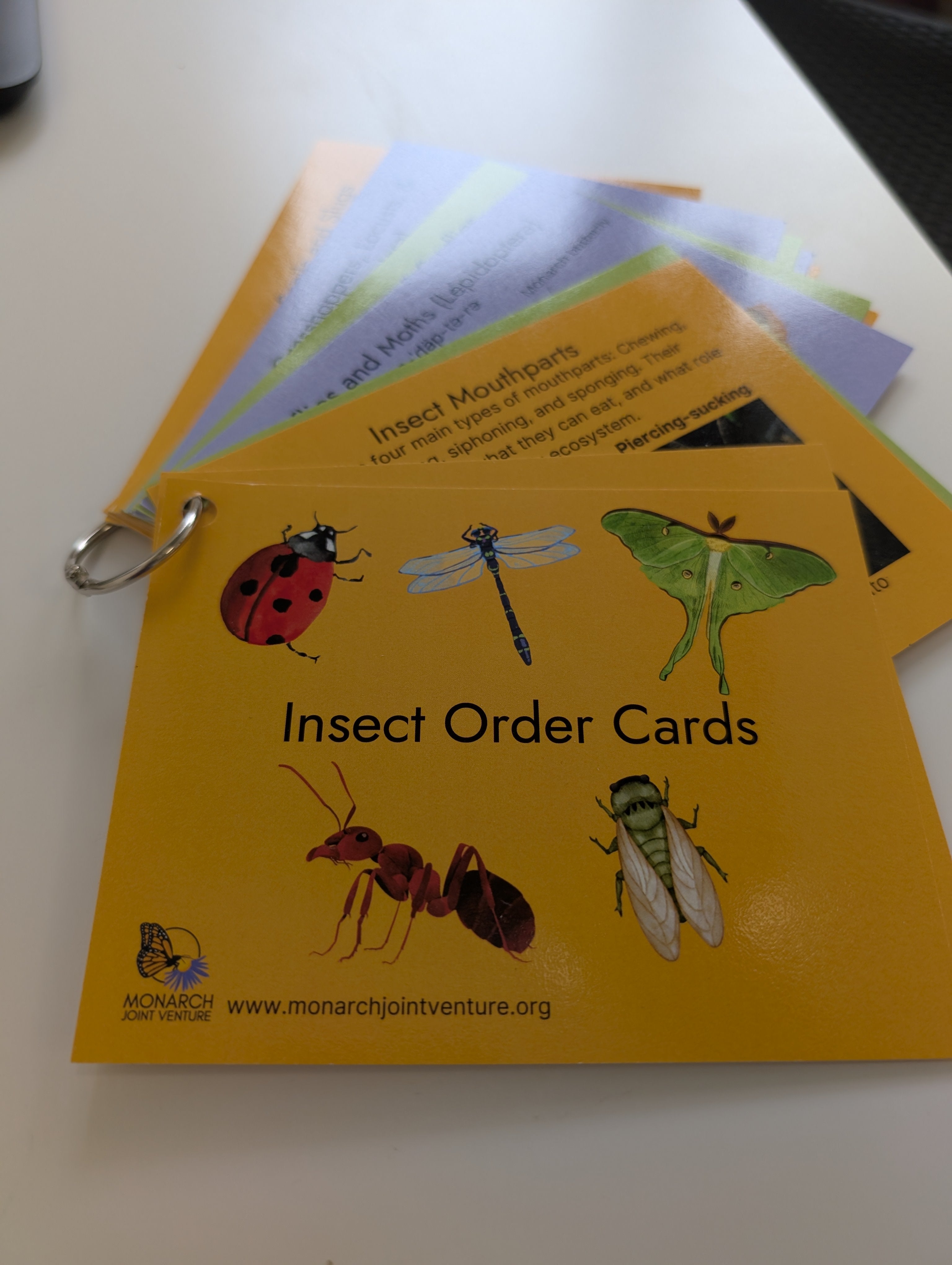 Insect Order Cards – Monarch Joint Venture Store