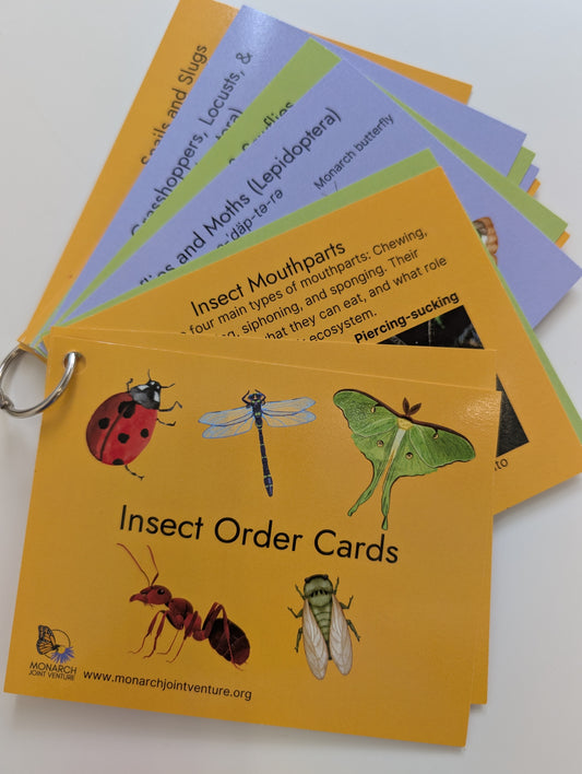 Insect Order Cards