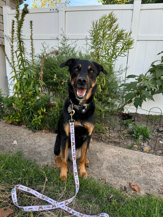 Pet Leash Attached to Dog