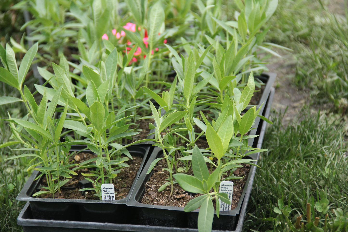 Native Milkweed Plant Kit