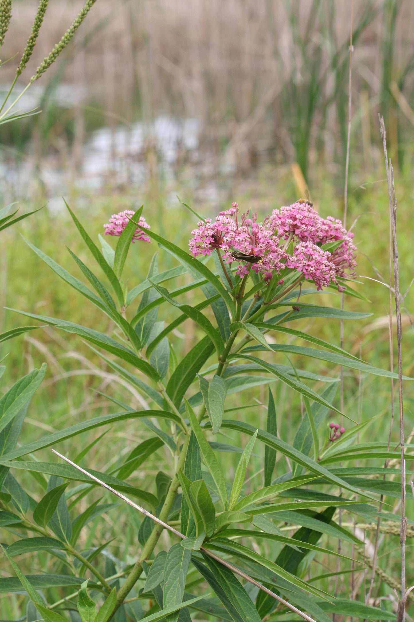 Native Milkweed Plant Kit