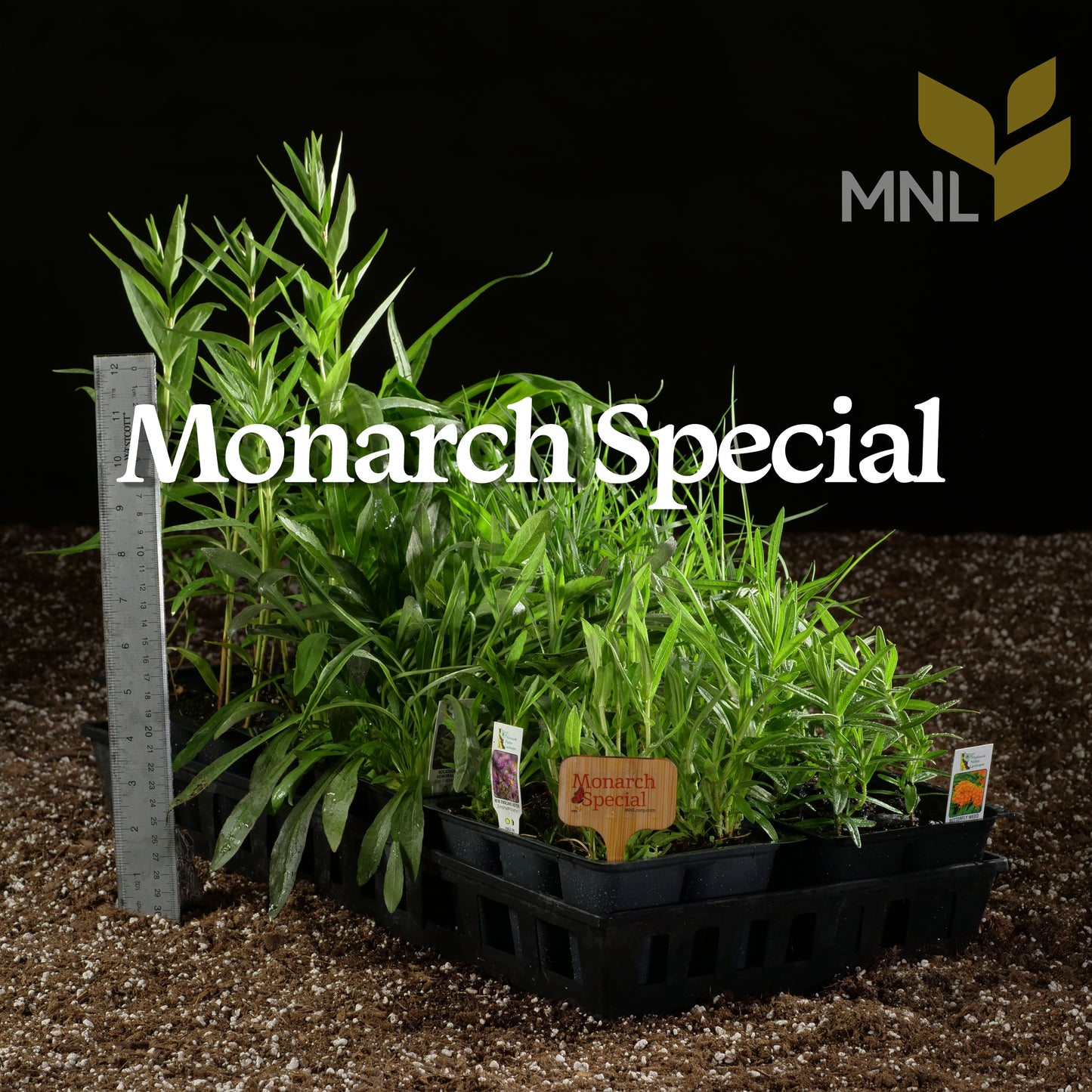 Monarch Special Native Plant Kit