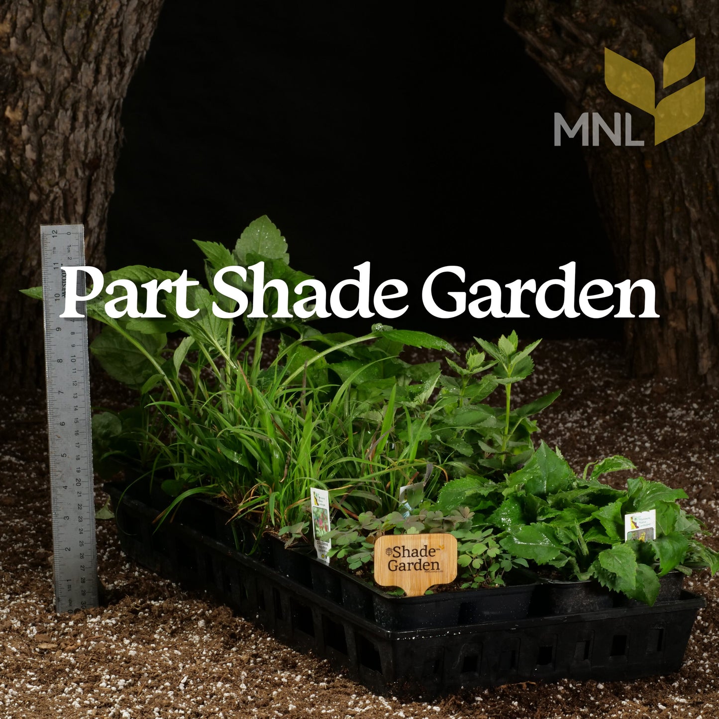 Part Shade Garden Native Plant Kit