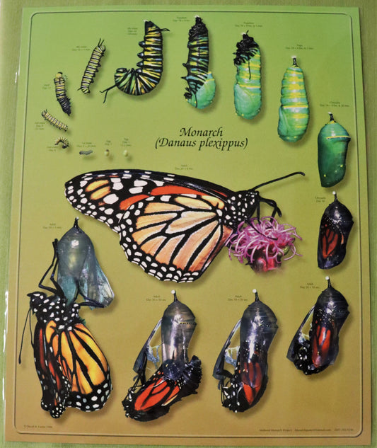 Monarch Life Cycle Poster