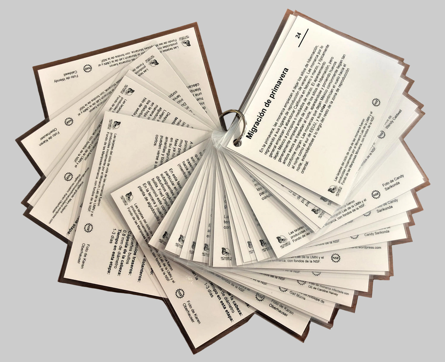 Spanish Life Cycle Cards Backs