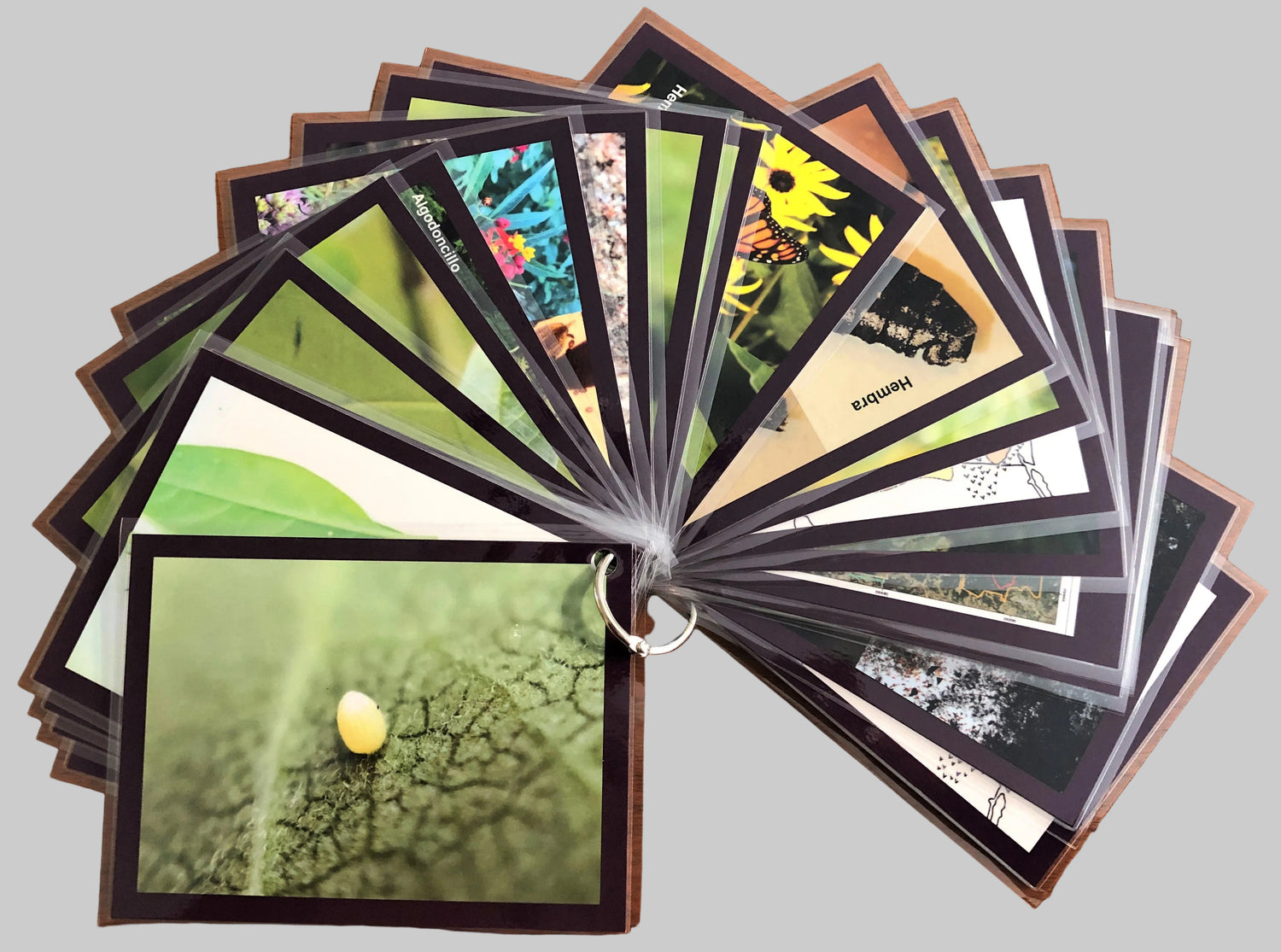 Spanish Life Cycle Cards Fronts