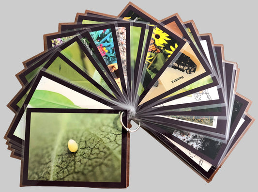 Spanish Life Cycle Cards Fronts